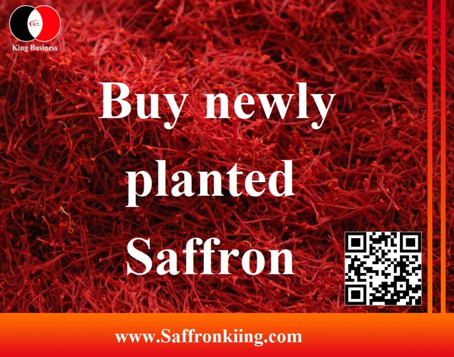 Nieuw aangeplante saffraan kopen